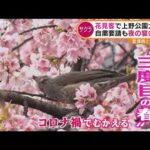 花見客で上野公園大混雑・・・自粛要請も“夜の宴会強行”酔っ払い大音量で音楽(2022年3月21日)