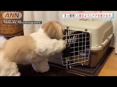 人間みたいに「よいしょ！」器用にドアを開ける犬(2022年3月21日)