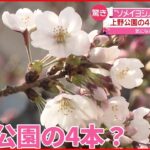 【ソメイヨシノ】ルーツは上野公園の桜？ 新たな研究結果