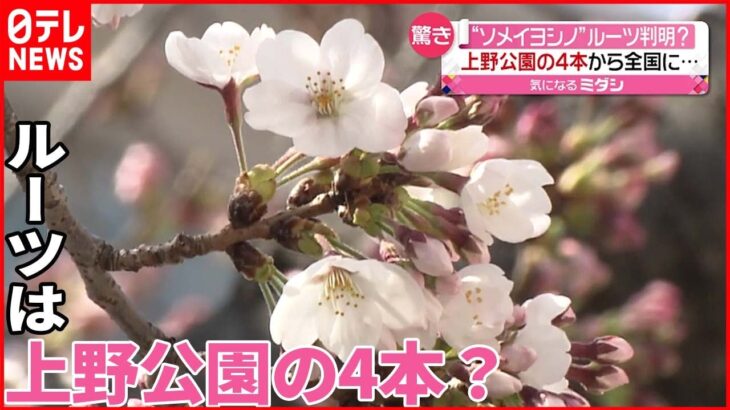 【ソメイヨシノ】ルーツは上野公園の桜？ 新たな研究結果