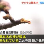 大阪城公園で“サクラ”開花の目安となる『標本木』の枝が折られる「二度としないで」（2022年3月22日）