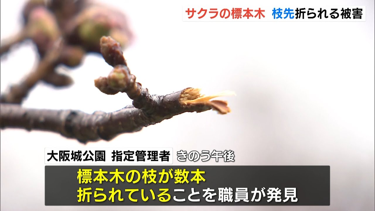 大阪城公園で“サクラ”開花の目安となる『標本木』の枝が折られる「二度としないで」（2022年3月22日）