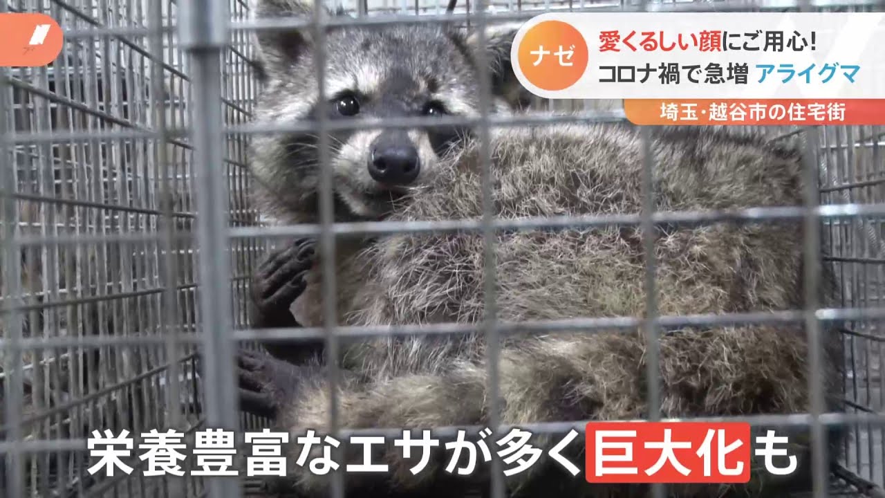 【特集】コロナ禍で急増！春の野生動物