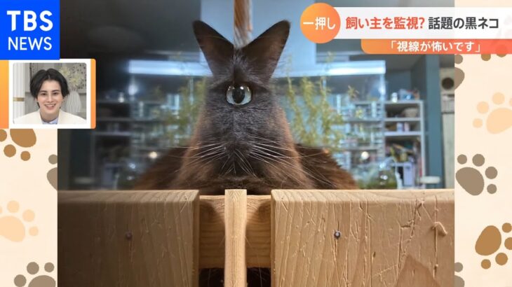 【一押し映像】“謎の生物”が飼い主を監視？正体はネコ【Nスタ】