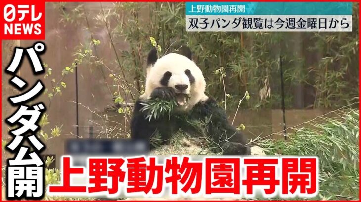 【まん延防止”解除”】双子パンダ観覧は２５日から 約２か月ぶりの再開