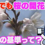 桜の開花宣言、続々！発表の基準って？【マスクにゃんニュース】