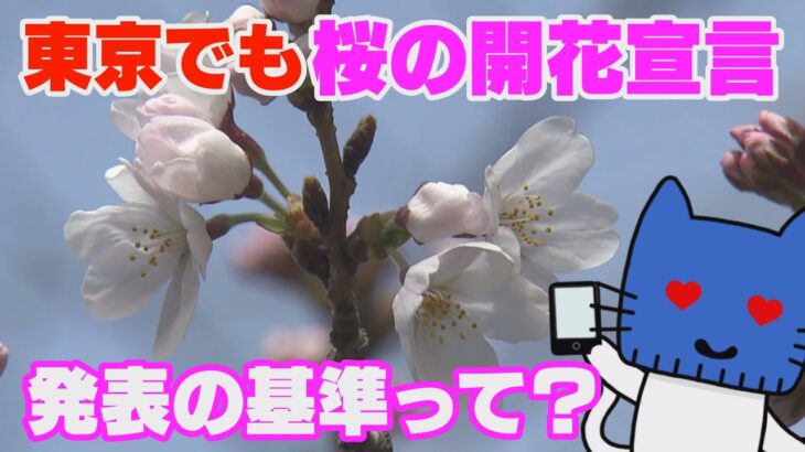 桜の開花宣言、続々！発表の基準って？【マスクにゃんニュース】