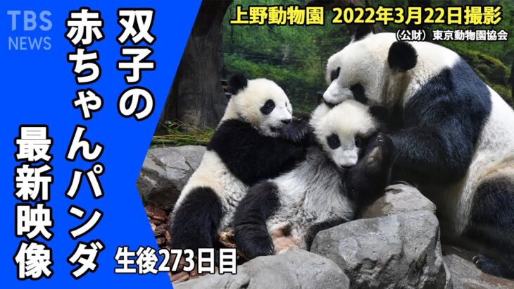 【最新映像】上野動物園の双子のパンダ　母子の愛着形成も！親子でごろごろタイム （3月22日撮影）