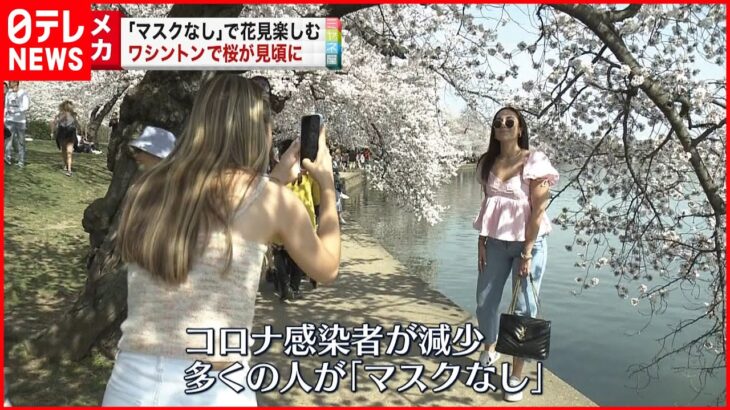 【ワシントン】“日米友好”の桜が見頃 「マスクなし」で花見楽しむ