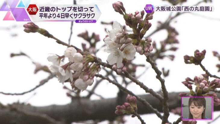 大阪で桜開花発表　大阪城の夜桜見物は中止
