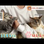 【一押し映像】扉を閉めちゃう猫