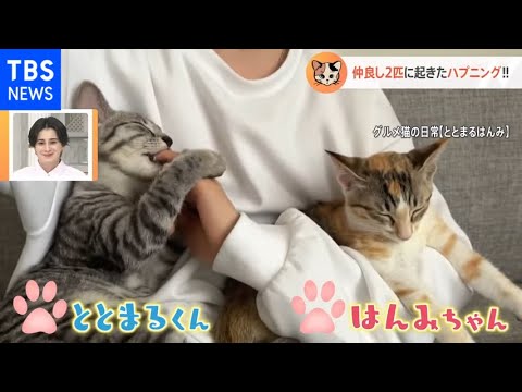 【一押し映像】扉を閉めちゃう猫