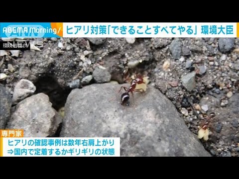 ヒアリ対策「打てる策は全部打つ」環境大臣が視察(2022年3月24日)