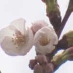 大阪で「桜の開花」が発表　近畿で“一番乗り”大阪城「西の丸庭園」の標本木で確認（2022年3月24日）
