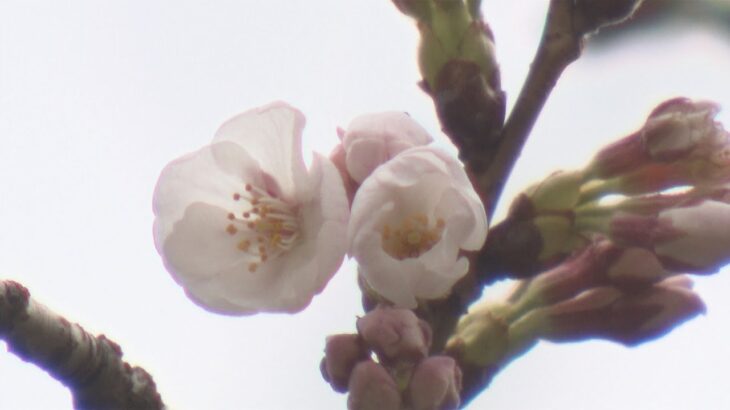 大阪で「桜の開花」が発表　近畿で“一番乗り”大阪城「西の丸庭園」の標本木で確認（2022年3月24日）