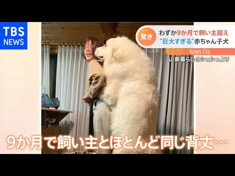 ライオン？シロクマ？生後９か月の子犬【Ｎスタ】