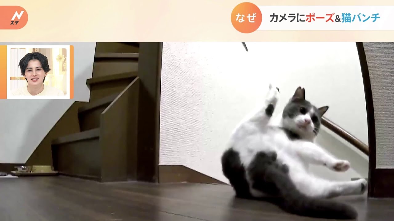 【一押し映像】なぜ?カメラにポーズ&猫パンチ