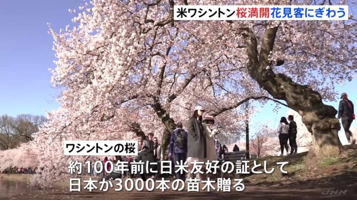 米・ワシントンで桜満開 マスクなしで花見客にぎわう