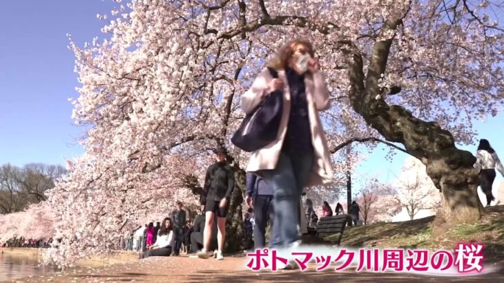 米・ワシントンで桜満開 マスクなしで花見客にぎわう