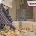 春の味覚「タケノコ」出荷始まる　京都府・福知山市