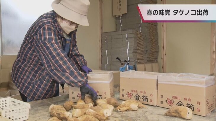 春の味覚「タケノコ」出荷始まる　京都府・福知山市