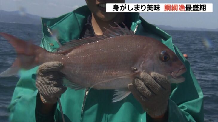 徳島・播磨灘の『桜鯛』漁が最盛期　鯛の動きが活発で…例年より一週間ほど早く漁開始（2022年3月28日）