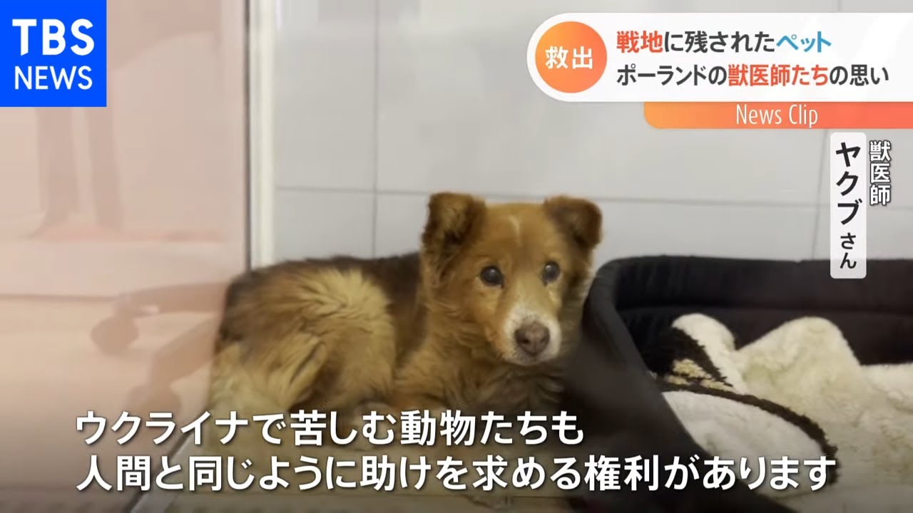 戦地に残されたペット ポーランドの獣医師たちの思い