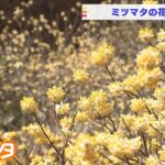 山の斜面の一角に群れる黄色い花…『ミツマタ』の花が見ごろに　兵庫県朝来市（2022年3月29日）