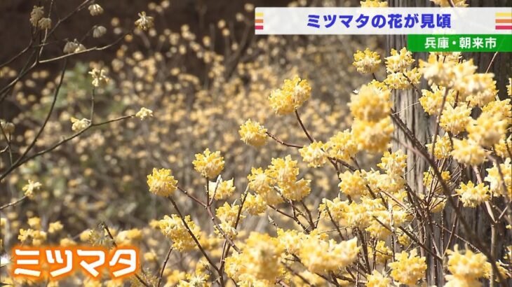 山の斜面の一角に群れる黄色い花…『ミツマタ』の花が見ごろに　兵庫県朝来市（2022年3月29日）