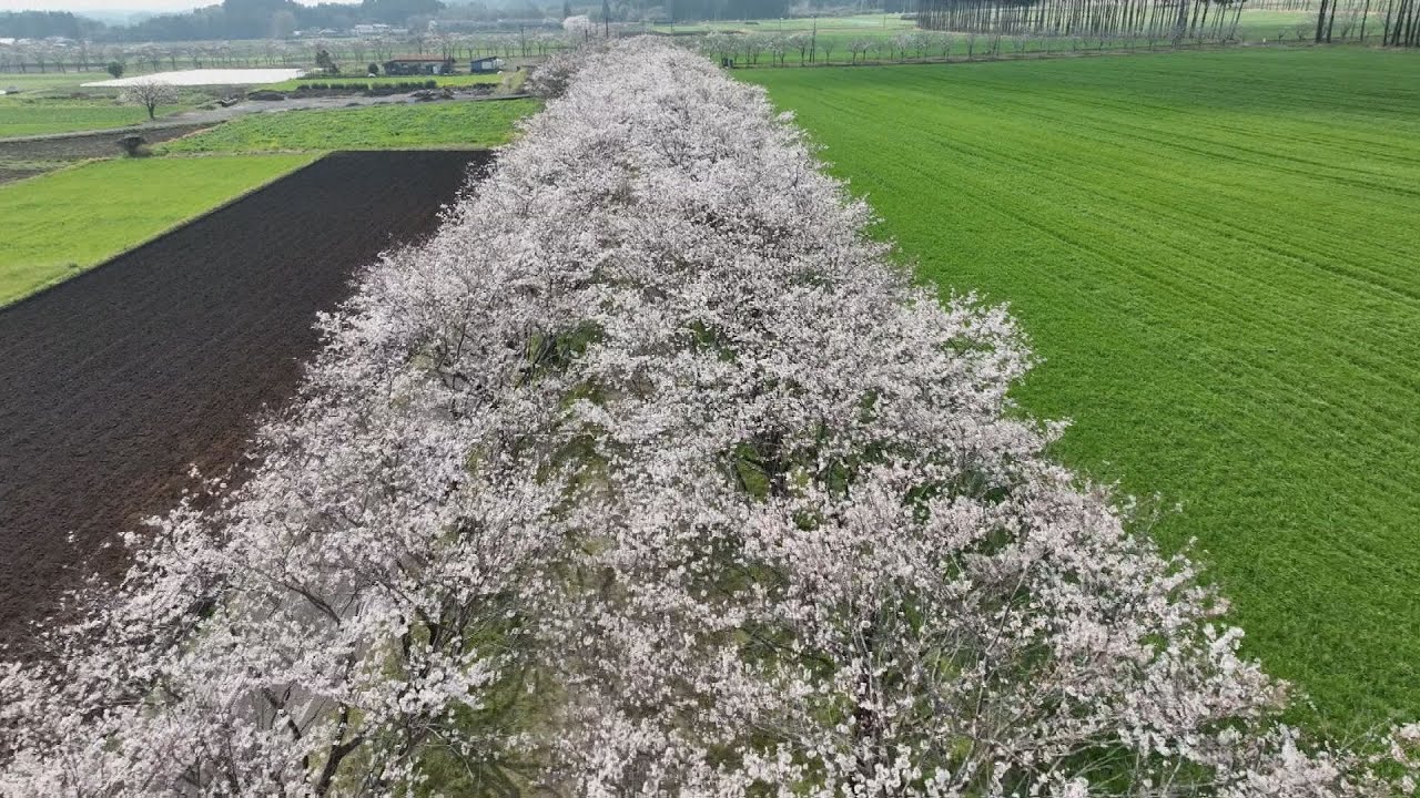【令和のサクラ】よみがえった「まきばの桜」宮崎・小林市