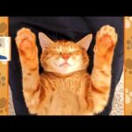 【一押し映像】愛猫の意外な寝床【Nスタ】