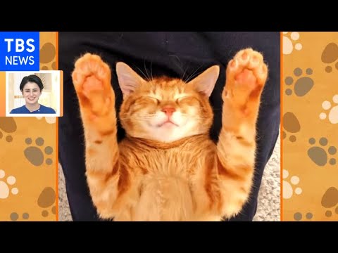 【一押し映像】愛猫の意外な寝床【Nスタ】