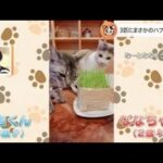 【一押し映像】怒る相手を間違えた猫【Nスタ】