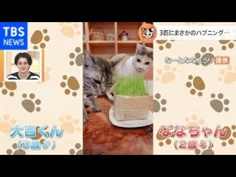 【一押し映像】怒る相手を間違えた猫【Nスタ】