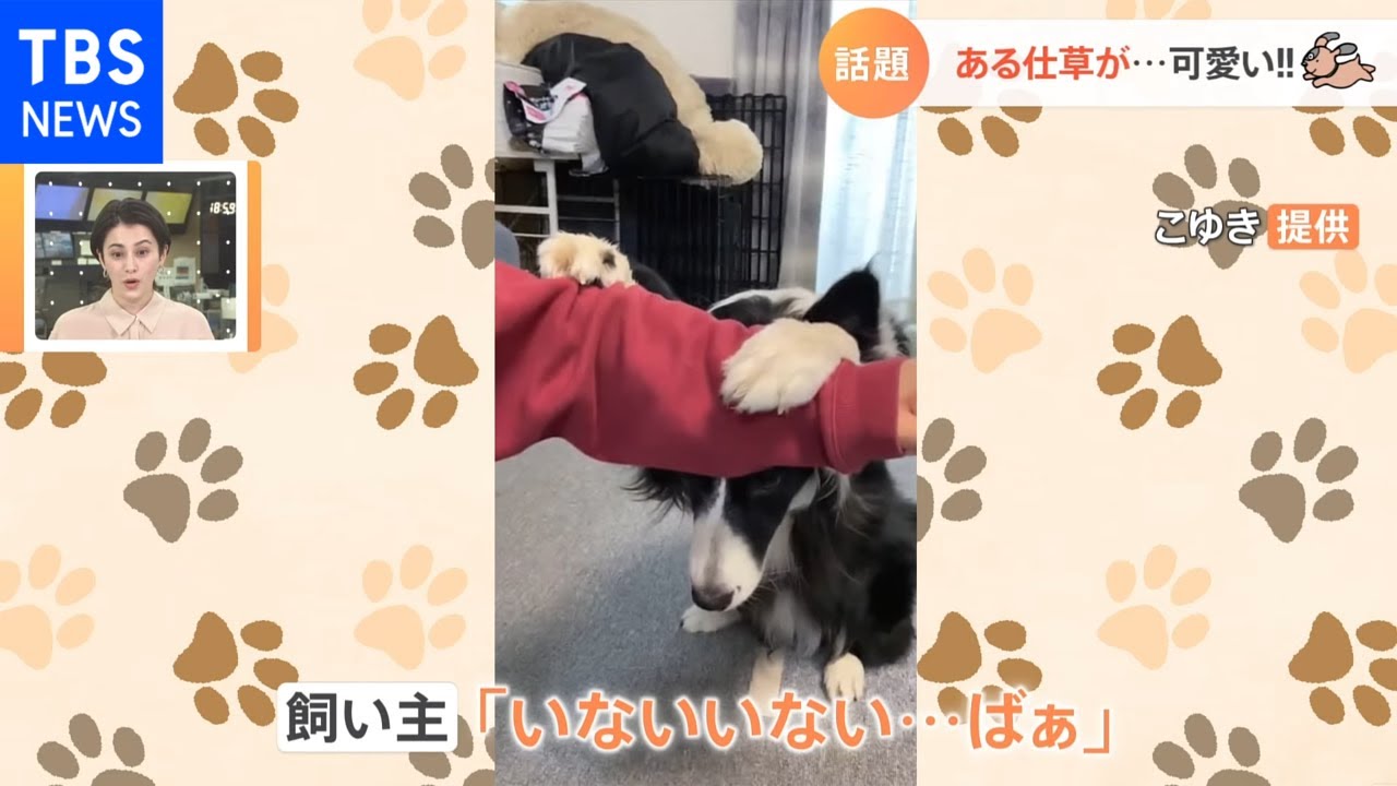 いないいないばあが可愛すぎる犬【Nスタ】
