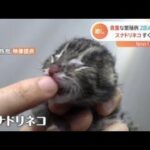 スナドリネコの赤ちゃん すくすく成長【Nスタ】