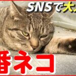 【猫】“看板ネコ”であり“番ネコ”…SNSで大人気！ いちごファームの癒しネコ　愛媛　NNNセレクション