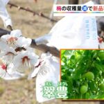 神奈川県で新品種の梅を開発【SUNトピ】