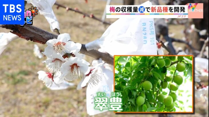神奈川県で新品種の梅を開発【SUNトピ】