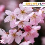 寒さがなくても咲く桜【SUNトピ】