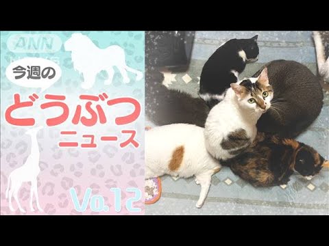 今週のどうぶつニュース【Vol.12】(2022年3月21日)