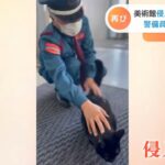 美術館職員VS猫のケンちゃんの「攻防」再び【Nスタ】