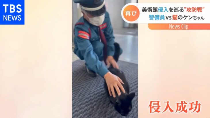 美術館職員VS猫のケンちゃんの「攻防」再び【Nスタ】