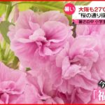 【今日の1日】東京２日連続の夏日 大阪”桜の通り抜け”一般公開も