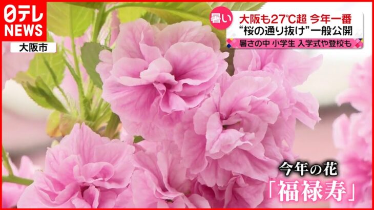 【今日の1日】東京２日連続の夏日 大阪”桜の通り抜け”一般公開も