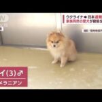 「愛犬を助けて」ウクライナ避難者の負担・・・1日3000円　ペットに「法律の壁」(2022年4月14日)