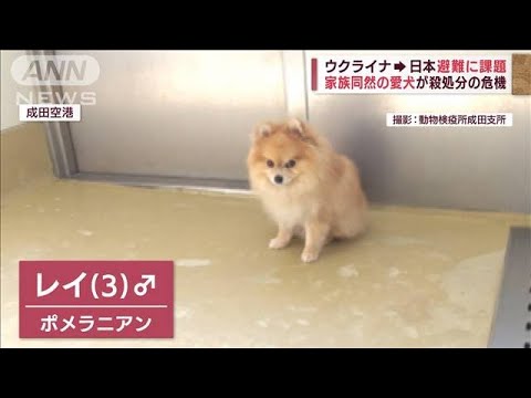 「愛犬を助けて」ウクライナ避難者の負担・・・1日3000円　ペットに「法律の壁」(2022年4月14日)