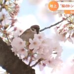 東京の桜の満開発表から1週間が経ちそろそろ見頃が終わりますが今回は上空から見るお花見をご紹介します。【SUNトピ】