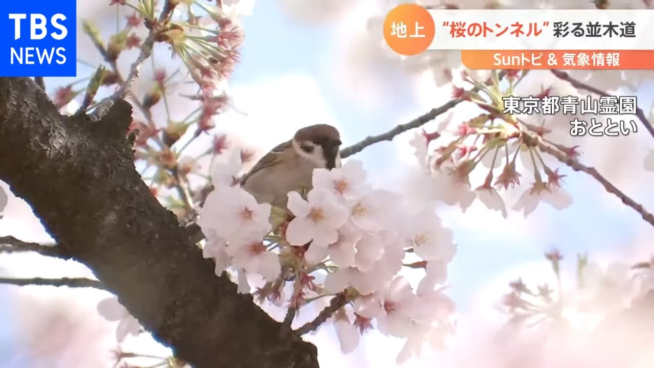 東京の桜の満開発表から1週間が経ちそろそろ見頃が終わりますが今回は上空から見るお花見をご紹介します。【SUNトピ】