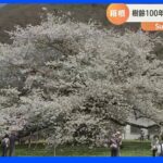 樹齢100年 箱根・芦ノ湖のほとりに咲く「湖畔の一本桜」【SUNトピ】｜TBS NEWS DIG